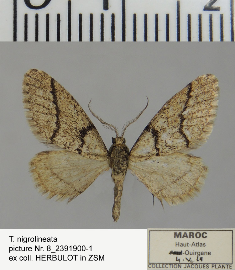 Project Mundi
